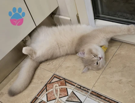 CY12 BRITISH SHORT HAIR OĞLUMA EŞ ARIYORUM