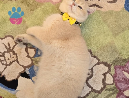 CY12 BRITISH SHORT HAIR OĞLUMA EŞ ARIYORUM