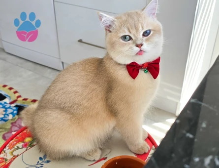 CY12 BRITISH SHORT HAIR OĞLUMA EŞ ARIYORUM