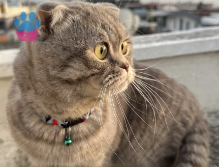 Scottish Fold Kedime Dişi Eş Arıyorum.