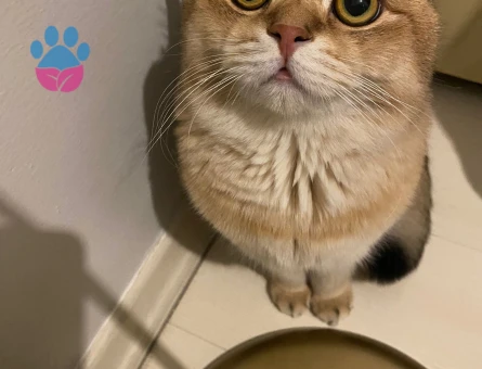 Oğluma eş arıyoruz .