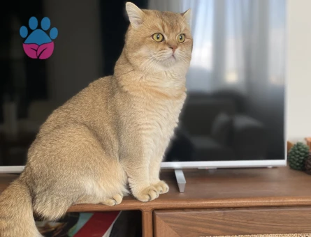 Oğluma eş arıyoruz .