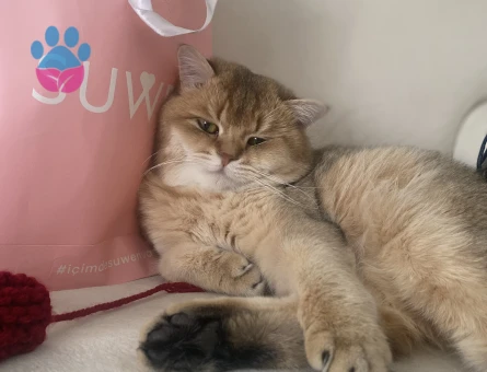 Oğluma eş arıyoruz .