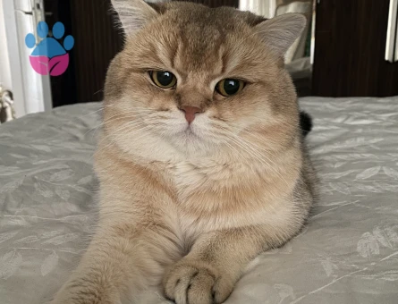 Oğluma eş arıyoruz .