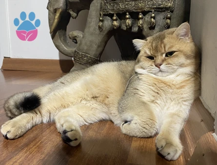 Oğluma eş arıyoruz .