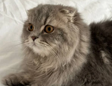 Scotish long hair oğluma dişi kedi arıyorum - 118977189