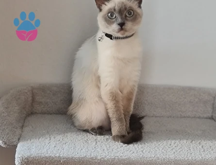 Kızıma Eş Arıyorum