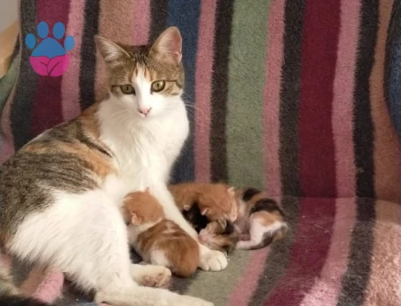 Güzel ve kısır kızımızı çiftleştirmek istiyoruz