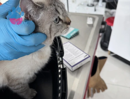 Prensesime prens arıyorum