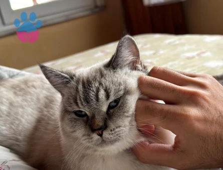 Prensesime prens arıyorum