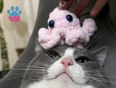 miniğime eş arıyorum