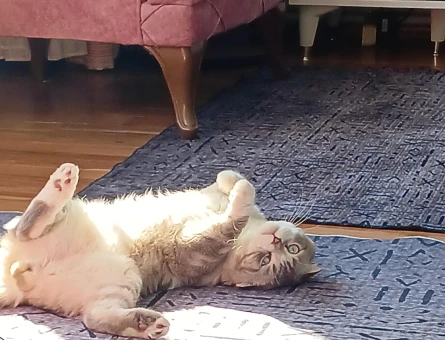 Erkek kedi - 118977209
