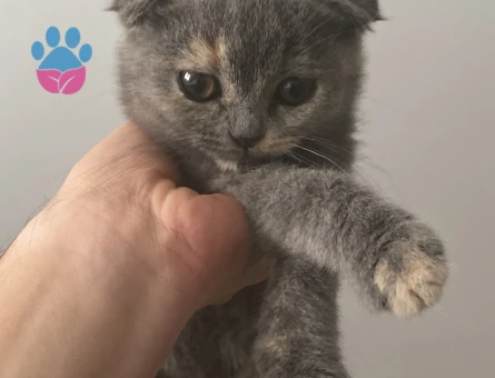 1 Yaşında Scottish Fold Kedim Eş Arıyor