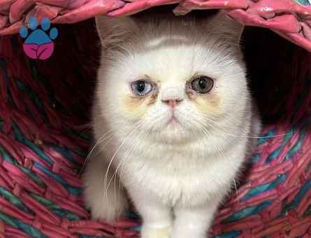Exotic Shorthair Kızım Bihter'e Eş Arıyorum