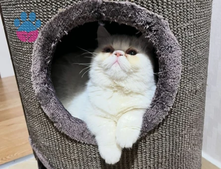 Exotic Shorthair Kızım Bihter'e Eş Arıyorum
