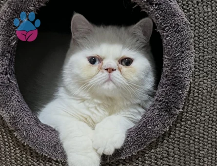 Exotic Shorthair Kızım Bihter'e Eş Arıyorum