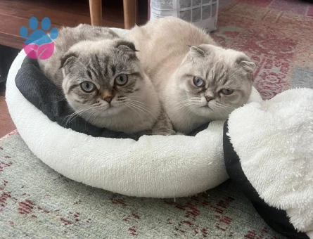 Scottish Fold 1 Yaşında Erkek Kızgınlıkta