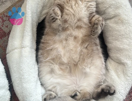 Scottish Fold 1 Yaşında Erkek Kızgınlıkta