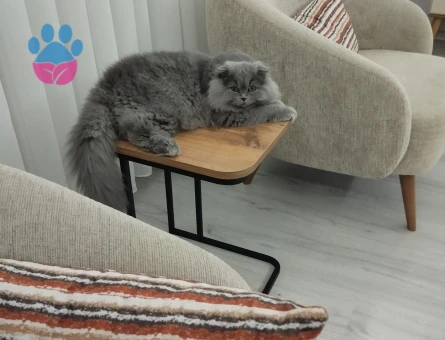 Scottish Fold 1 Yaşında Dişi Kızgınlıkta