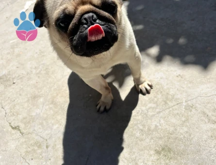 Pug 2 Yaşında Kızgınlıkta Eş Arıyor