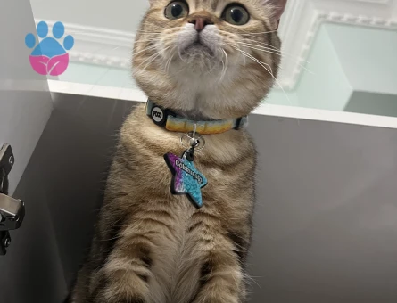 British golden tabby