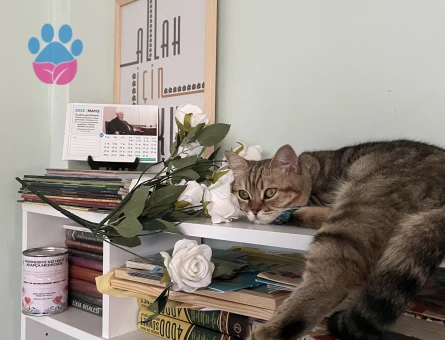 British golden tabby