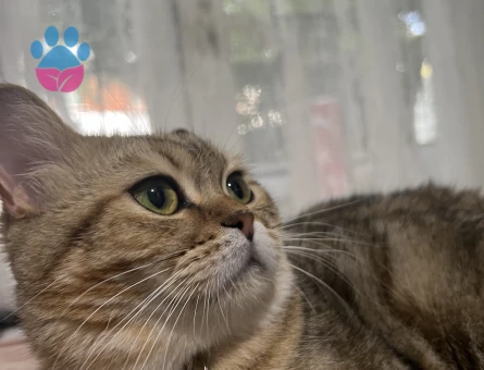 British golden tabby