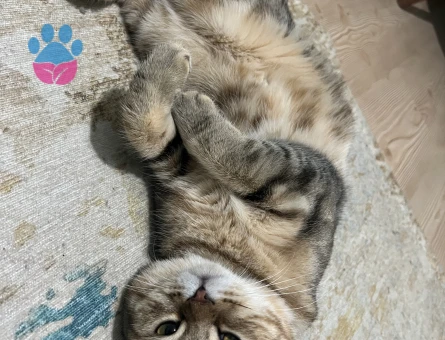 British golden tabby