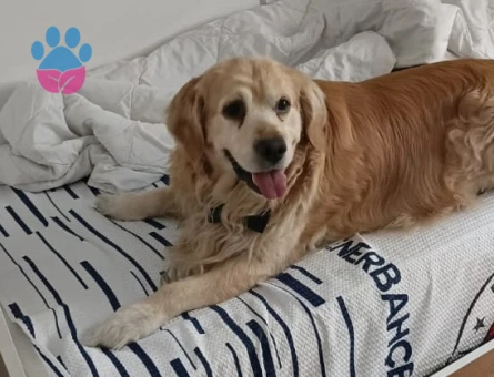 8 Yaşında Erkek Golden Retriever – Sadece Eş Aranıyor (Satılık Değil)