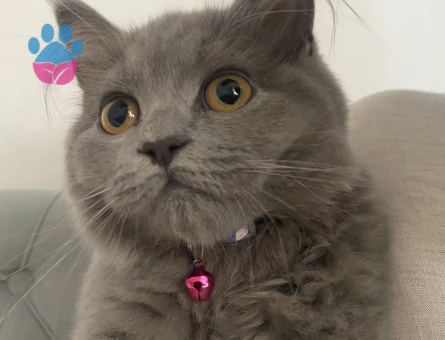 boncuk adlı kedi cok minnoş yaramaz kedidir