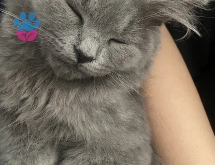 boncuk adlı kedi cok minnoş yaramaz kedidir