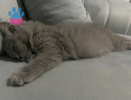 boncuk adlı kedi cok minnoş yaramaz kedidir