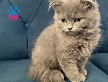 boncuk adlı kedi cok minnoş yaramaz kedidir
