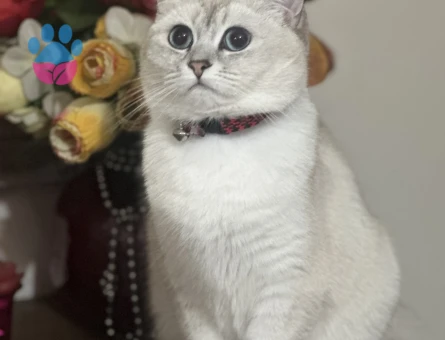 Kızıma Aynı Cins aynı renk eş arıyorum (LÜTFEN AÇIKLAMAYI OKUYUN)