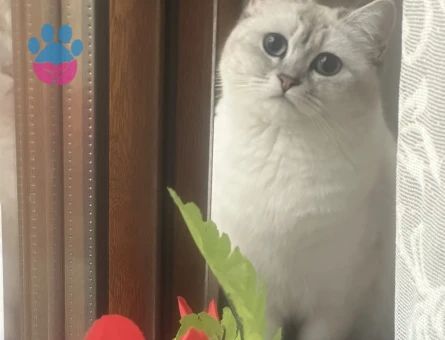 Kızıma Aynı Cins aynı renk eş arıyorum (LÜTFEN AÇIKLAMAYI OKUYUN)