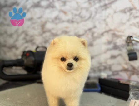 Köpegim 1 yaşında dişi arıyorum pomerian