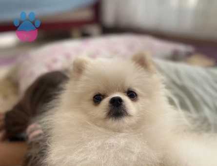 Köpegim 1 yaşında dişi arıyorum pomerian
