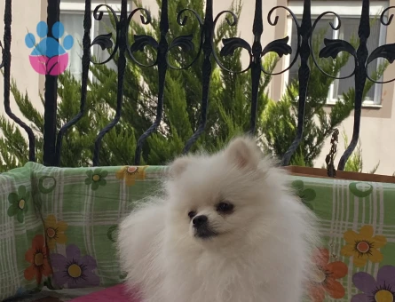 Köpegim 1 yaşında dişi arıyorum pomerian