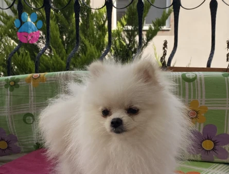 Köpegim 1 yaşında dişi arıyorum pomerian