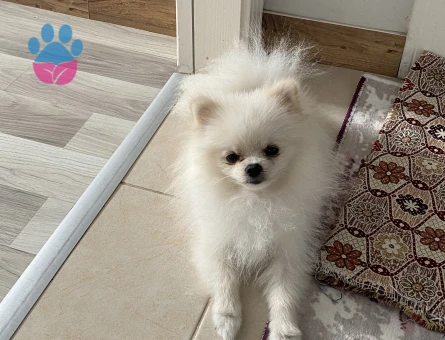 Köpegim 1 yaşında dişi arıyorum pomerian