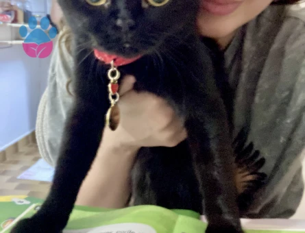 Siyah Dişi Scottish Fold Kedime Eş Arıyorum