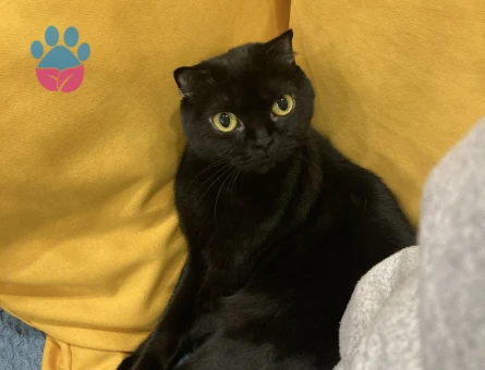 Siyah Dişi Scottish Fold Kedime Eş Arıyorum