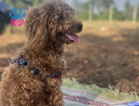 Toy Poodle 1 Yaşında Köpeğime Eş Arıyorum