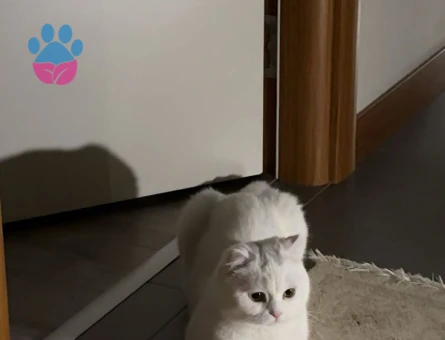Scottish fold 1 Yaşında Dişi