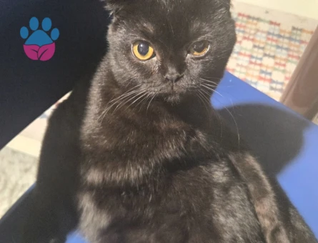 Scottish Fold 1 Yaşında Dişi Kedim Eş Arıyor