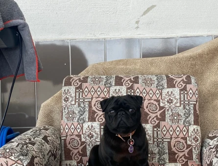 Tam 1 yaşında Pug erkek - 118984183