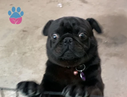 Tam 1 yaşında Pug erkek