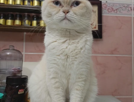 Scottish fold Kedimiz İçin Eş Arıyoruz - 118970344