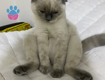 British Shorthair 1 Yaşında Eş Arıyor