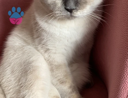 British Shorthair 1 Yaşında Eş Arıyor